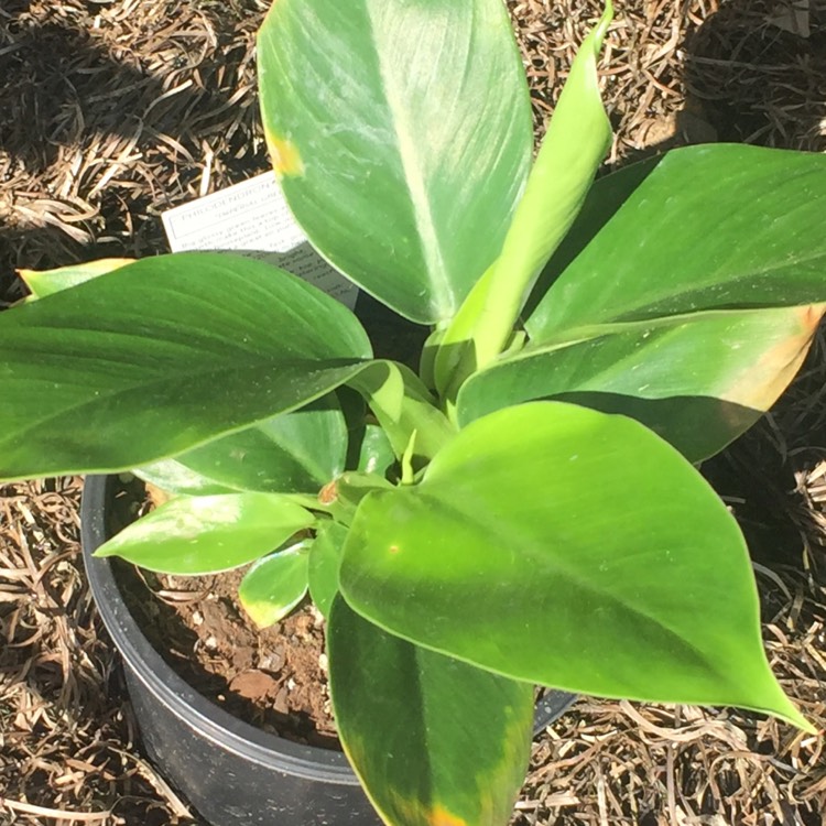 Plant image Philodendron 'Moonlight'