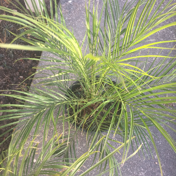 Plant image Phoenix Roebelenii