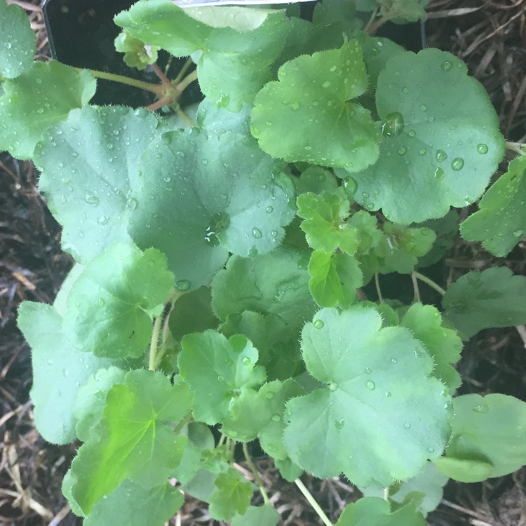 Plant image Heuchera 'Apple Crisp'