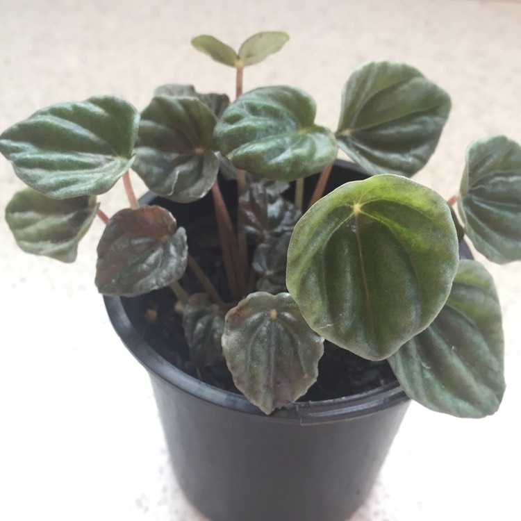 Plant image Peperomia caperata 'Emerald Ripple'