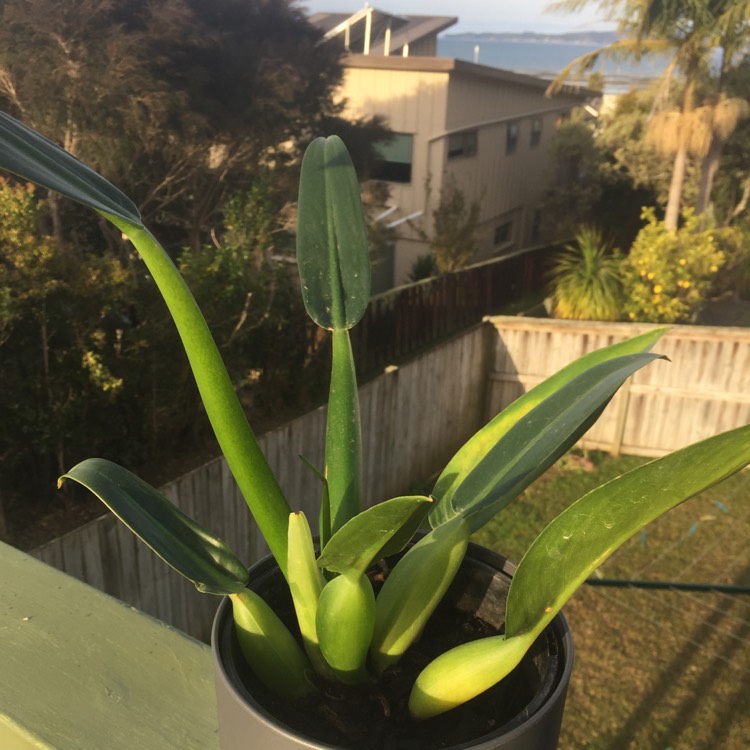 Plant image Philodendron Martianum