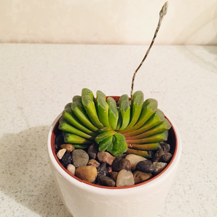 Plant image Haworthia truncata var. truncata