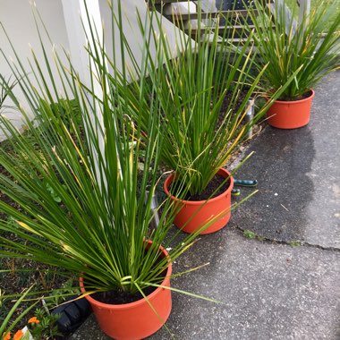 Lomandra hystrix