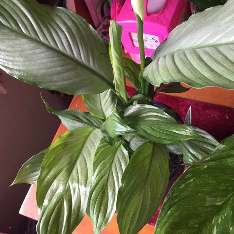 Plant image Spathiphyllum 'Platinum Mist'