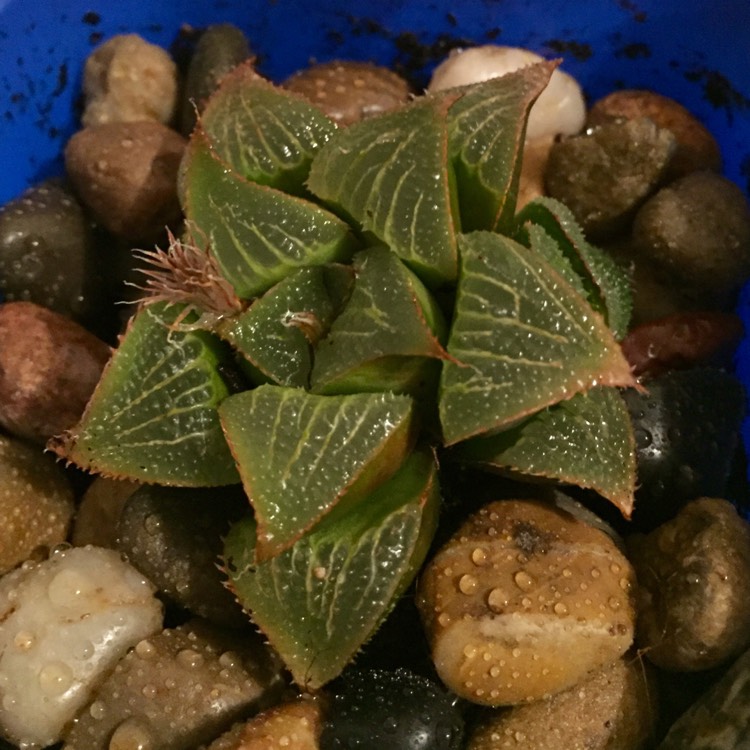 Plant image Haworthia Pygmaea var. Pygmaea