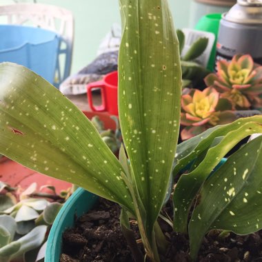 Aspidistra elatior 'Shooting Stars'