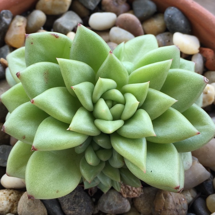 Plant image Echeveria J.C. Van Keppel