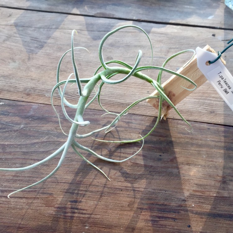 Plant image Tillandsia paleacea