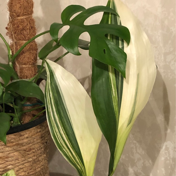 Plant image Aspidistra elatior 'Variegata'