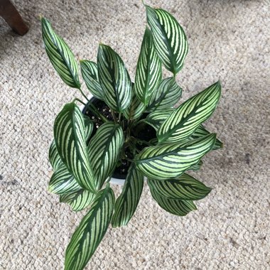 Calathea