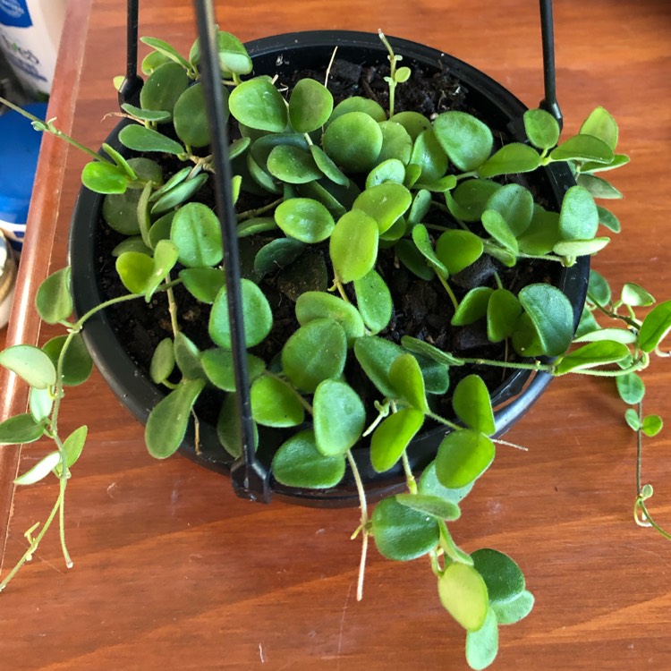 Plant image Hoya Serpens