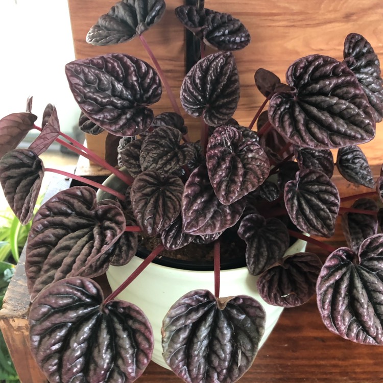 Plant image Peperomia caperata 'Luna Red'