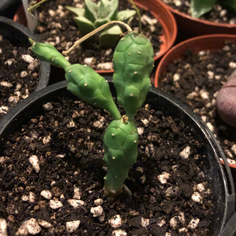 Plant image Euphorbia globosa