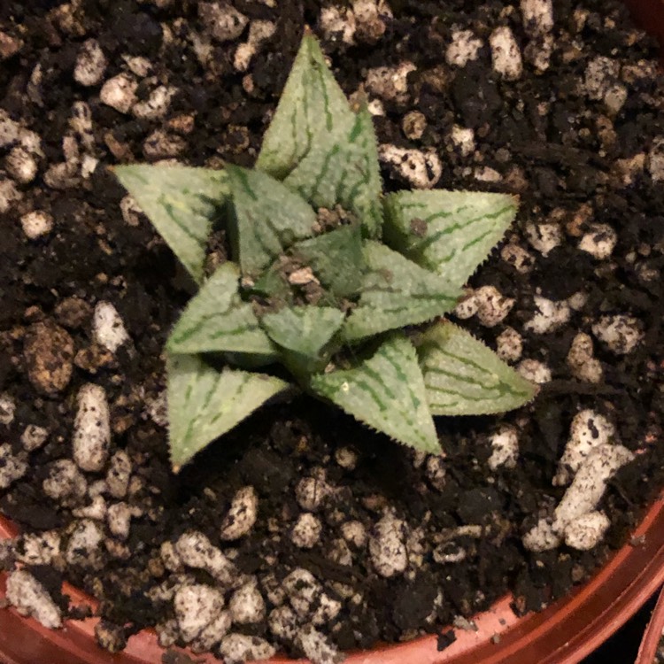 Plant image Haworthia emelyae var. major