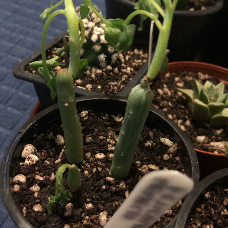 Plant image Senecio articulatus var. globosa