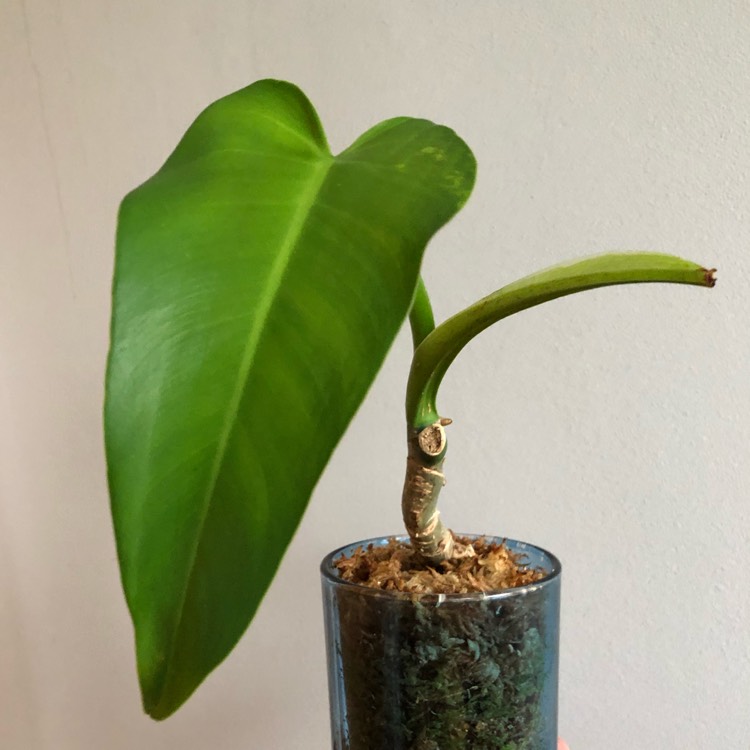 Plant image Philodendron x domesticum