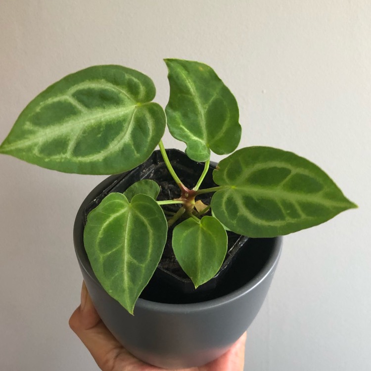 Plant image Anthurium crystallinum