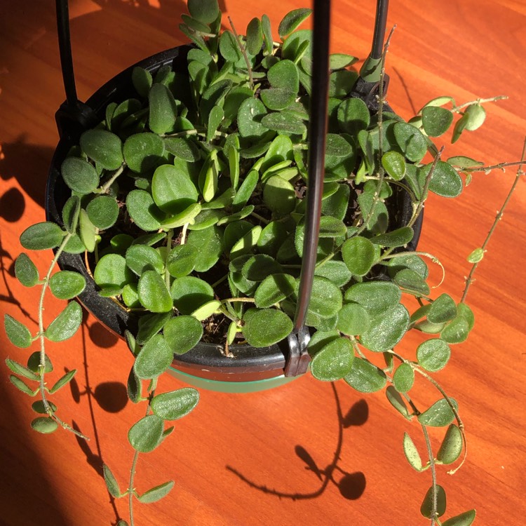 Plant image Hoya Serpens