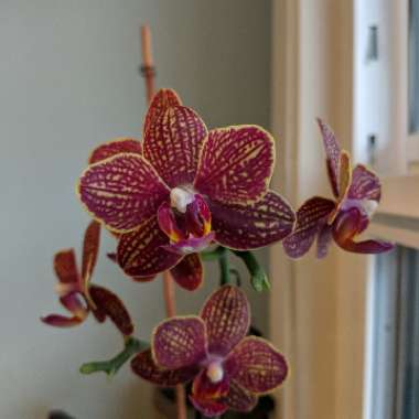 Mini Phalaenopsis Orchid