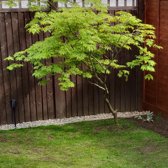 Plant image Acer saccharum syn. Acer palmifolium, Acer saccharophorum