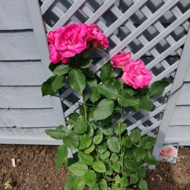 Rose (Floribunda)