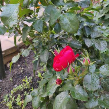 Rose (Shrub)