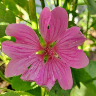 Tree Mallow 'Bredon Springs'