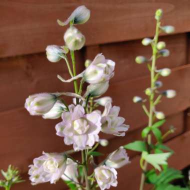 Delphinium 'Astolat'