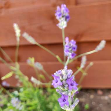 Lavender 'Platinum Blonde'