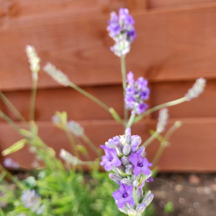 Lavandula X Intermedia Momparler Syn Lavandula X Intermedia Platinum Blonde Lavender 6778