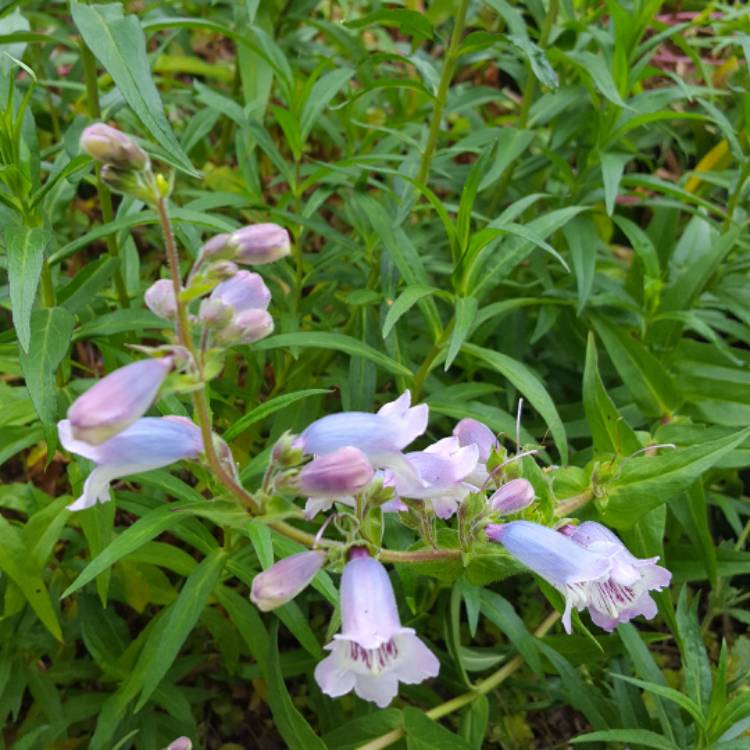 Plant image Penstemon 'Heavenly Blue'