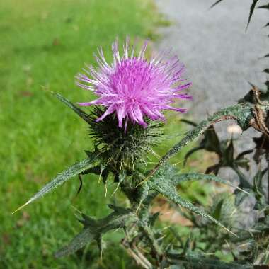 Spear Thistle