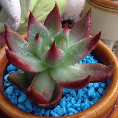 Echeveria Agavoides Frank Reinelt