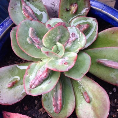 Echeveria Baron Bold