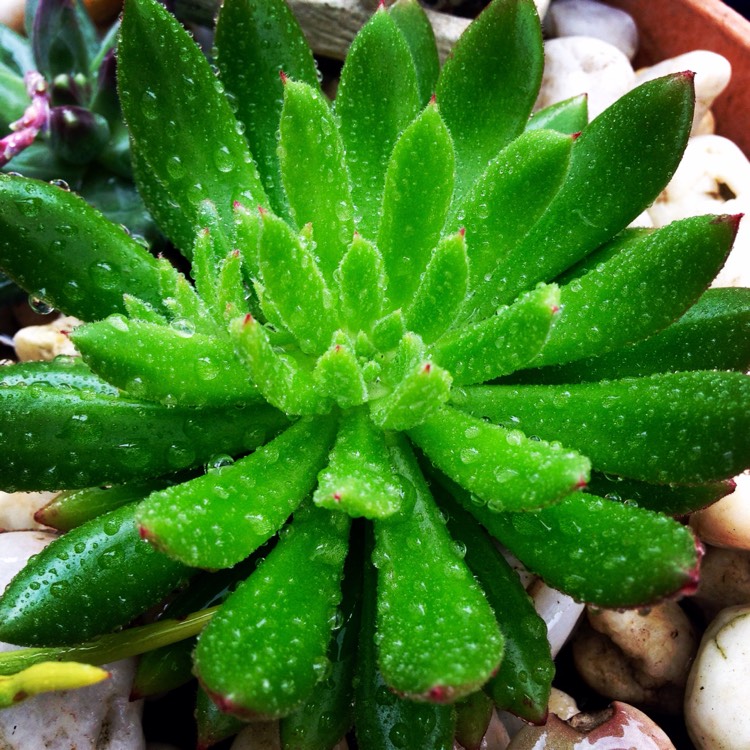 Plant image Echeveria Spruce Oliver