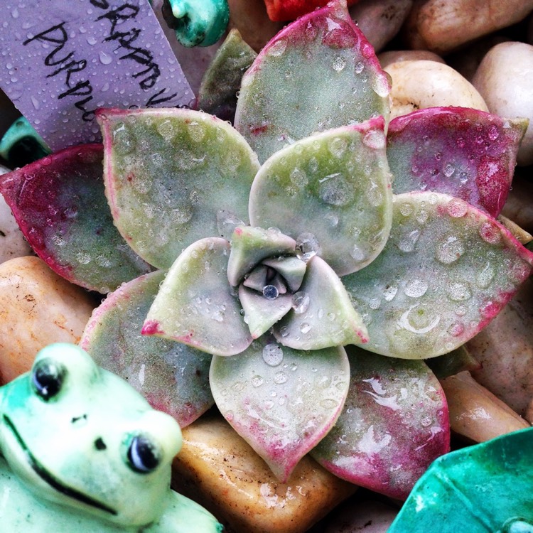 Plant image Graptopetalum Purple Haze