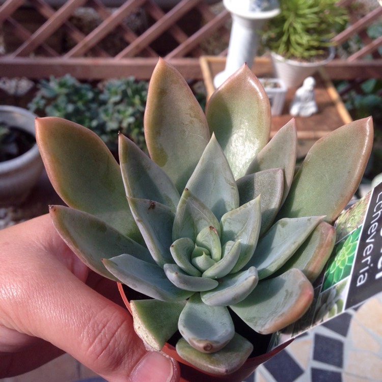 Plant image xGraptoveria Harry Watson