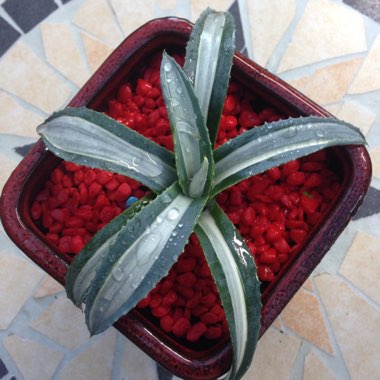 Agave americana 'Mediopicta Alba'