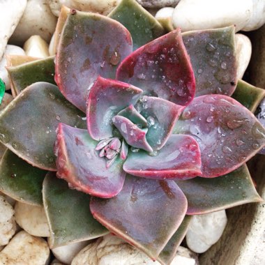 xGraptoveria Douglas Huth