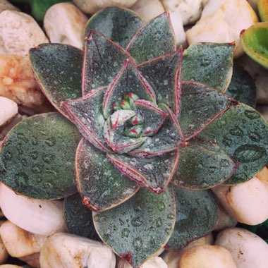 Echeveria Shamrock