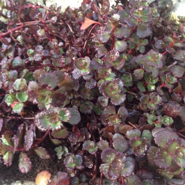 Sedum spurium  'Chocolate Blob'