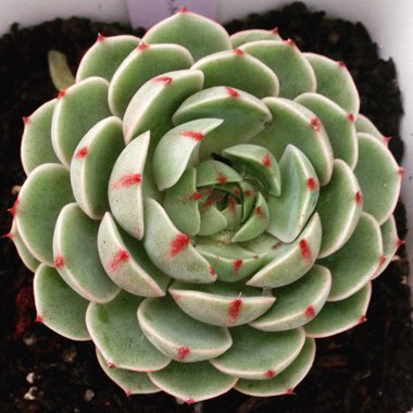 Echeveria Ben Badis