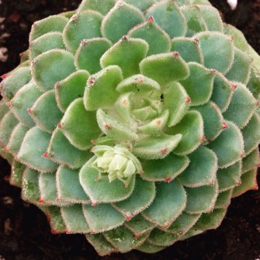 Echeveria