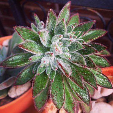 Echeveria Set Oliver