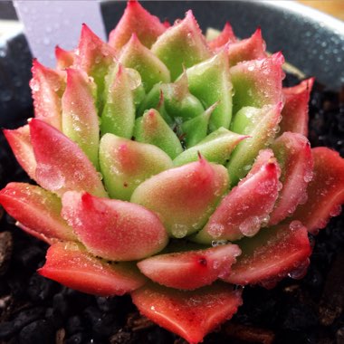 x Graptosedum Bronze