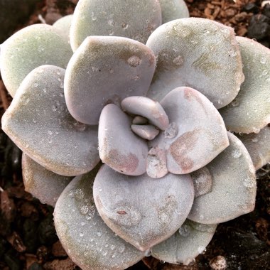 xGraptoveria Margaret Rose