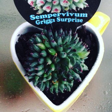 Sempervivum Calcareum Grigg's Surprise