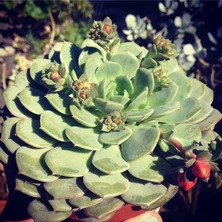 Plant image Echeveria Dondo