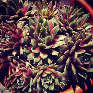 Sempervivum Winter Red