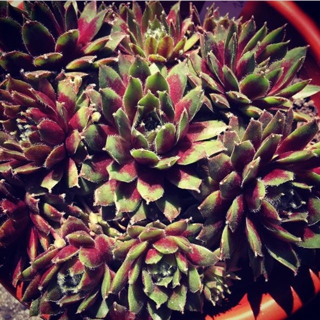 Plant image Sempervivum Winter Red